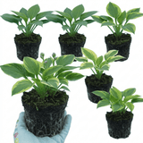 Set of 3 or 6 Large Hosta Growers' Mix Plants, Outdoor Garden Ready Hardy Shade Perennials, 1 Litre Root Ball - Frankton's