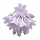 Set of 3 or 6 Large Hosta Plants - Atlantis Plantain Lily, Ready to Plant in Your Garden, 1L - Frankton's