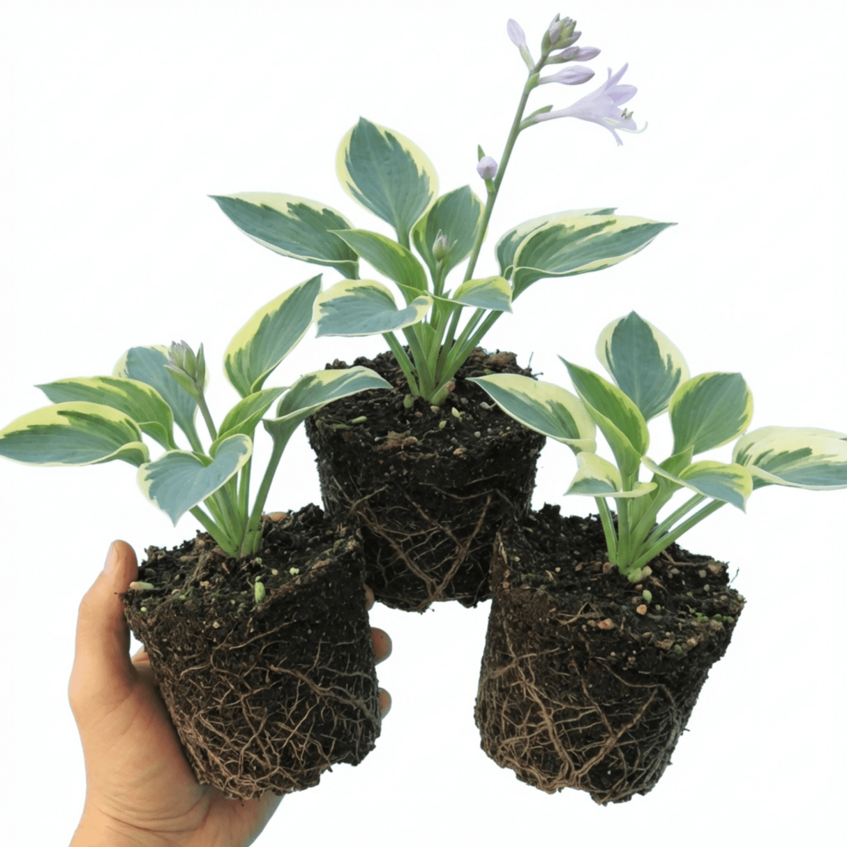 Set of 3 or 6 Large Hosta Plants - First Frost Plantain Lily, Ready to Plant in Your Garden - Frankton's