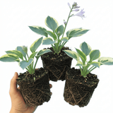 Set of 3 or 6 Large Hosta Plants - First Frost Plantain Lily, Ready to Plant in Your Garden - Frankton's