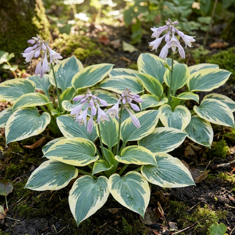 Set of 3 or 6 Large Hosta Plants - First Frost Plantain Lily, Ready to Plant in Your Garden - Frankton's