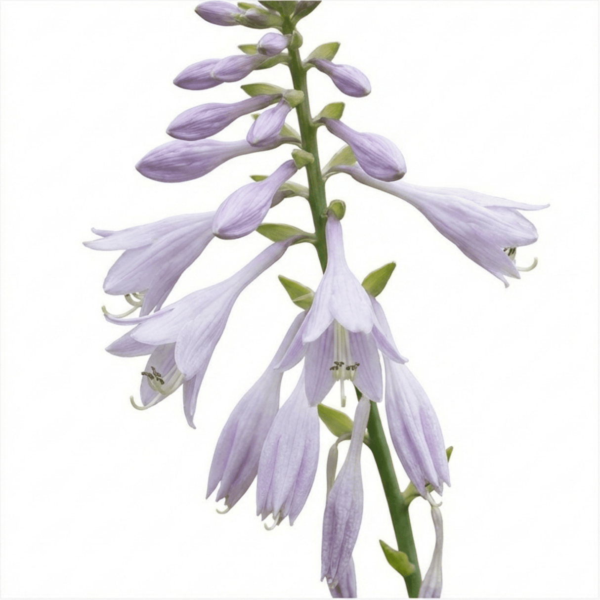 Set of 3 or 6 Large Hosta Plants - First Frost Plantain Lily, Ready to Plant in Your Garden - Frankton's