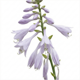 Set of 3 or 6 Large Hosta Plants - First Frost Plantain Lily, Ready to Plant in Your Garden - Frankton's