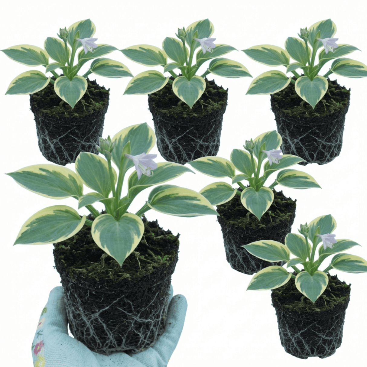 Set of 3 or 6 Large Hosta Plants - First Frost Plantain Lily, Ready to Plant in Your Garden - Frankton's