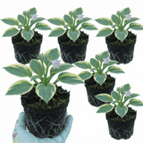 Set of 3 or 6 Large Hosta Plants - First Frost Plantain Lily, Ready to Plant in Your Garden - Frankton's