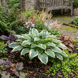 Set of 3 or 6 Large Hosta Plants - First Frost Plantain Lily, Ready to Plant in Your Garden - Frankton's