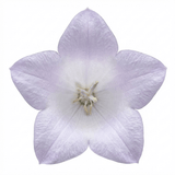 Set of 3 or 6 Large Hosta Plants - First Frost Plantain Lily, Ready to Plant in Your Garden - Frankton's