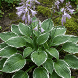 Set of 3 or 6 Large Hosta Plants - Francee Plantain Lily, Ready to Plant in Your Garden, 1L - Frankton's