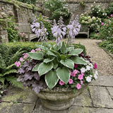Set of 3 or 6 Large Hosta Plants - Francee Plantain Lily, Ready to Plant in Your Garden, 1L - Frankton's