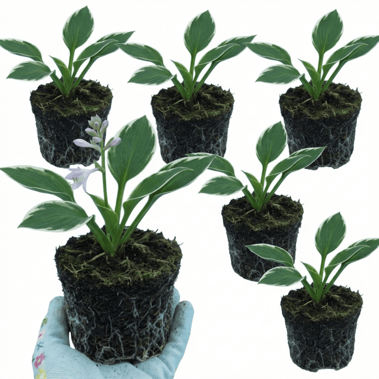 Set of 3 or 6 Large Hosta Plants - Francee Plantain Lily, Ready to Plant in Your Garden, 1L - Frankton's
