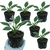 Set of 3 or 6 Large Hosta Plants - Francee Plantain Lily, Ready to Plant in Your Garden, 1L - Frankton's