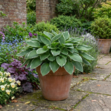 Set of 3 or 6 Large Hosta Plants - Francee Plantain Lily, Ready to Plant in Your Garden, 1L - Frankton's