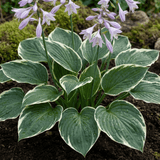 Set of 3 or 6 Large Hosta Plants - Francee Plantain Lily, Ready to Plant in Your Garden, 1L - Frankton's