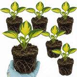 Set of 3 or 6 Large Hosta Plants - Paul's Glory Plantain Lily, Ready to Plant in Your Garden - Frankton's