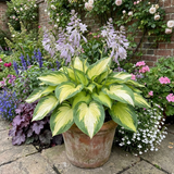 Set of 3 or 6 Large Hosta Plants - Paul's Glory Plantain Lily, Ready to Plant in Your Garden - Frankton's