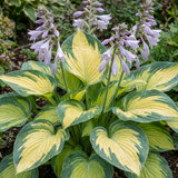 Set of 3 or 6 Large Hosta Plants - Paul's Glory Plantain Lily, Ready to Plant in Your Garden - Frankton's
