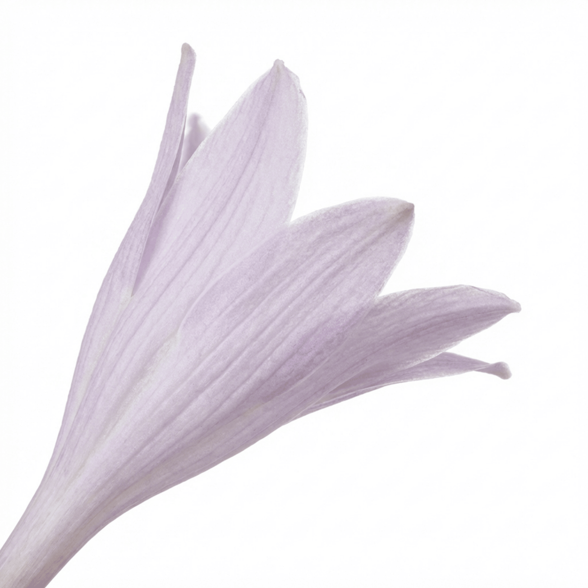 Set of 3 or 6 Large Hosta Plants - Paul's Glory Plantain Lily, Ready to Plant in Your Garden - Frankton's
