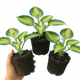 Set of 3 or 6 Large Hosta Plants - Paul's Glory Plantain Lily, Ready to Plant in Your Garden - Frankton's