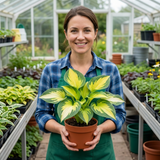 Set of 3 or 6 Large Hosta Plants - Paul's Glory Plantain Lily, Ready to Plant in Your Garden - Frankton's