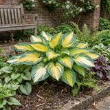 Set of 3 or 6 Large Hosta Plants - Paul's Glory Plantain Lily, Ready to Plant in Your Garden - Frankton's