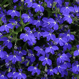 Set of 3 or 6 Large Lobelia Plants - Sweet Springs Dark Blue, Ready to Plant in Your Garden - Frankton's