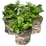 Set of 3 or 6 Large Lobelia Plants - Sweet Springs Dark Blue, Ready to Plant in Your Garden - Frankton's