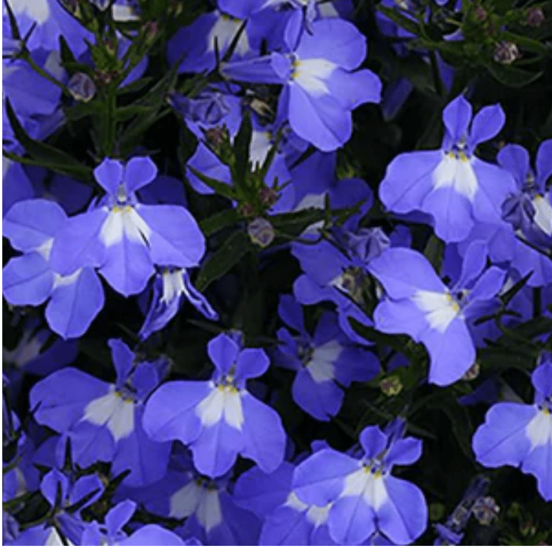 Set of 3 or 6 Large Lobelia Plants - Sweet Springs Dark Blue, Ready to Plant in Your Garden - Frankton's