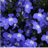 Set of 3 or 6 Large Lobelia Plants - Sweet Springs Dark Blue, Ready to Plant in Your Garden - Frankton's