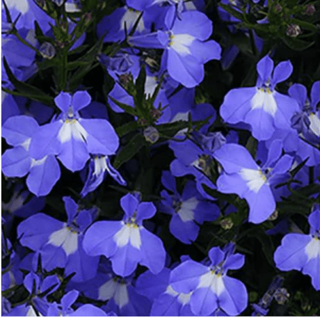 Set of 3 or 6 Large Lobelia Plants - Sweet Springs Dark Blue, Ready to Plant in Your Garden - Frankton's