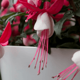Set of 3 or 6 Large, Outdoor Garden Ready Plants - Fuchsia Bella Evita (Red & White) - Frankton's