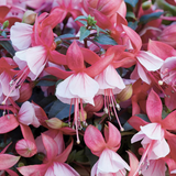 Set of 3 or 6 Large, Outdoor Garden Ready Plants - Fuchsia Bella Hilda (Pink & White) - Frankton's