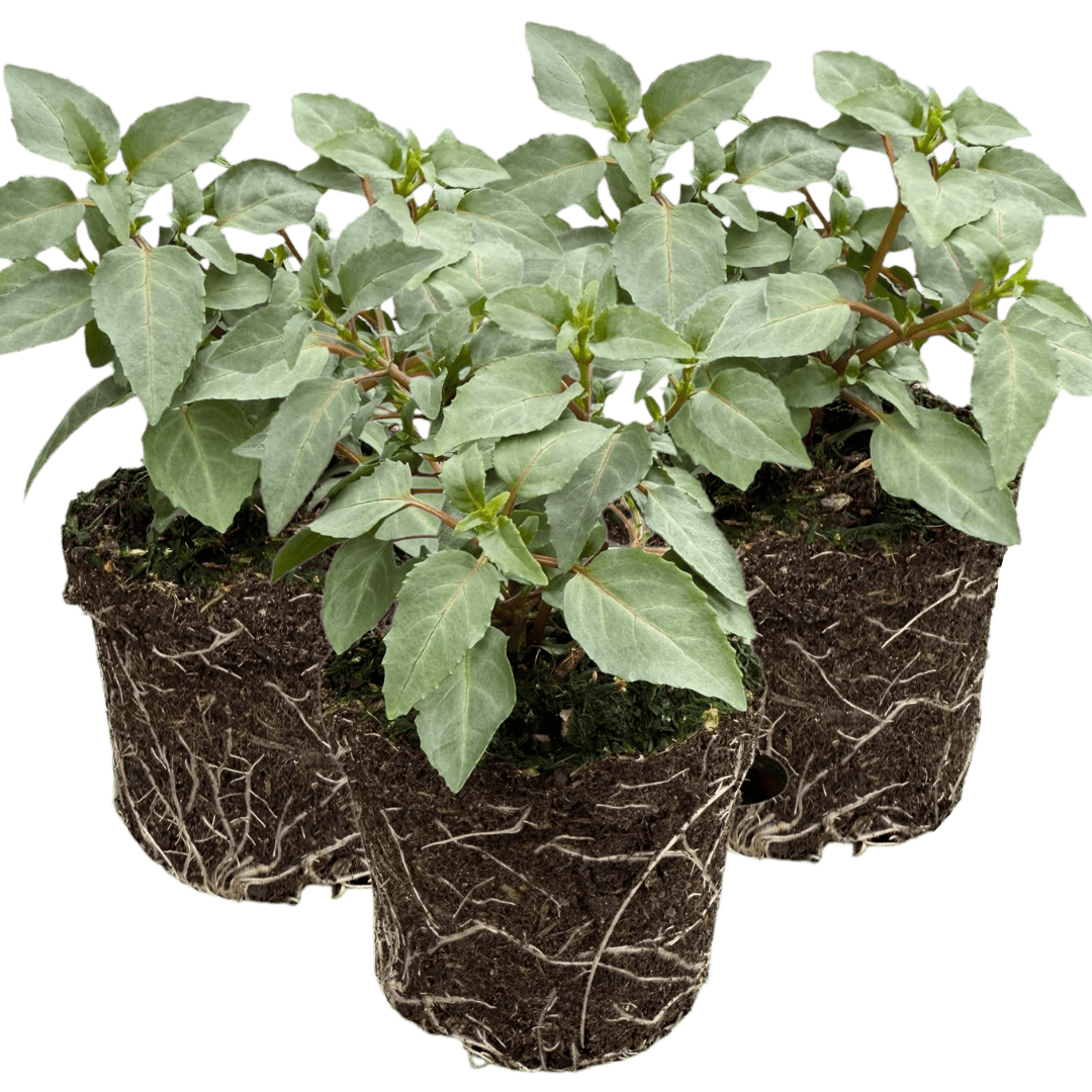 Set of 3 or 6 Large, Outdoor Garden Ready Plants - Fuchsia Bella Hilda (Pink & White) - Frankton's