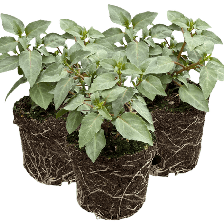 Set of 3 or 6 Large, Outdoor Garden Ready Plants - Fuchsia Bella Hilda (Pink & White) - Frankton's
