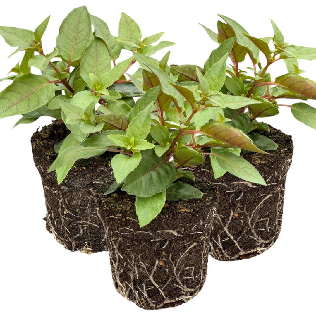 Set of 3 or 6 Large, Outdoor Garden Ready Plants - Fuchsia Bella Lydia (Rose & Violet) - Frankton's