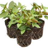 Set of 3 or 6 Large, Outdoor Garden Ready Plants - Fuchsia Bella Lydia (Rose & Violet) - Frankton's
