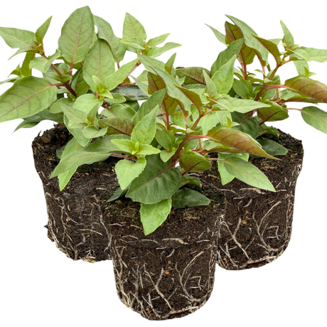 Set of 3 or 6 Large, Outdoor Garden Ready Plants - Fuchsia Bella Lydia (Rose & Violet) - Frankton's