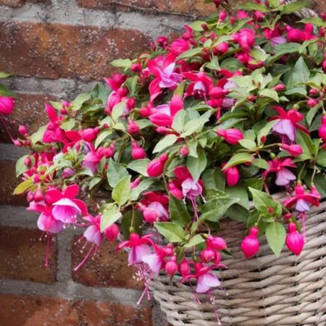 Set of 3 or 6 Large, Outdoor Garden Ready Plants - Fuchsia Bella Lydia (Rose & Violet) - Frankton's
