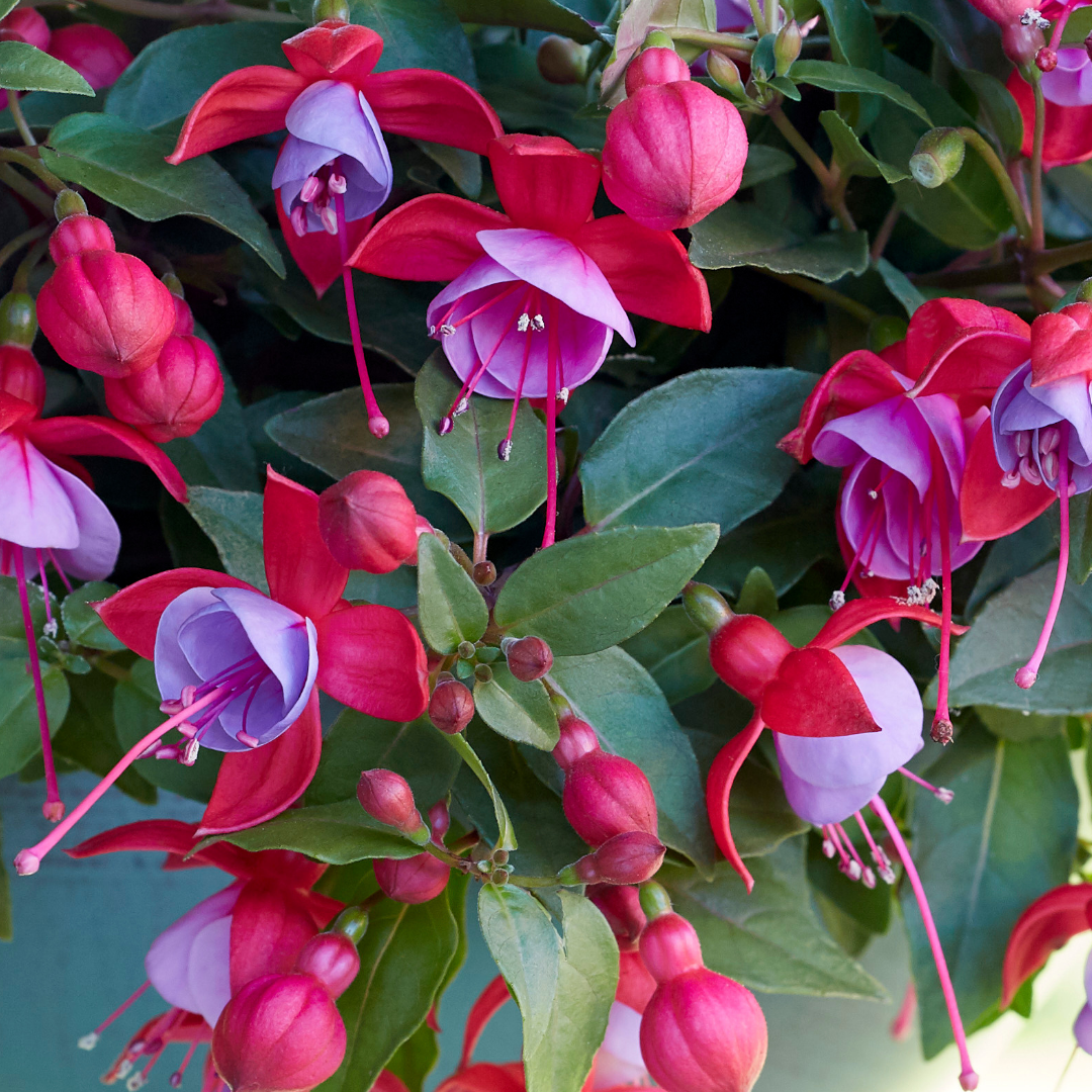 Set of 3 or 6 Large, Outdoor Garden Ready Plants - Fuchsia Bella Lydia (Rose & Violet) - Frankton's