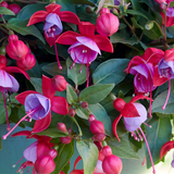 Set of 3 or 6 Large, Outdoor Garden Ready Plants - Fuchsia Bella Lydia (Rose & Violet) - Frankton's