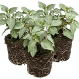 Set of 3 or 6 Large, Outdoor Garden Ready Plants - Fuchsia Bella Nora (White & Violet) - Frankton's
