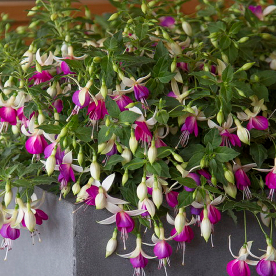 Set of 3 or 6 Large, Outdoor Garden Ready Plants - Fuchsia Bella Nora (White & Violet) - Frankton's