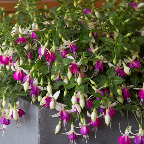 Set of 3 or 6 Large, Outdoor Garden Ready Plants - Fuchsia Bella Nora (White & Violet) - Frankton's