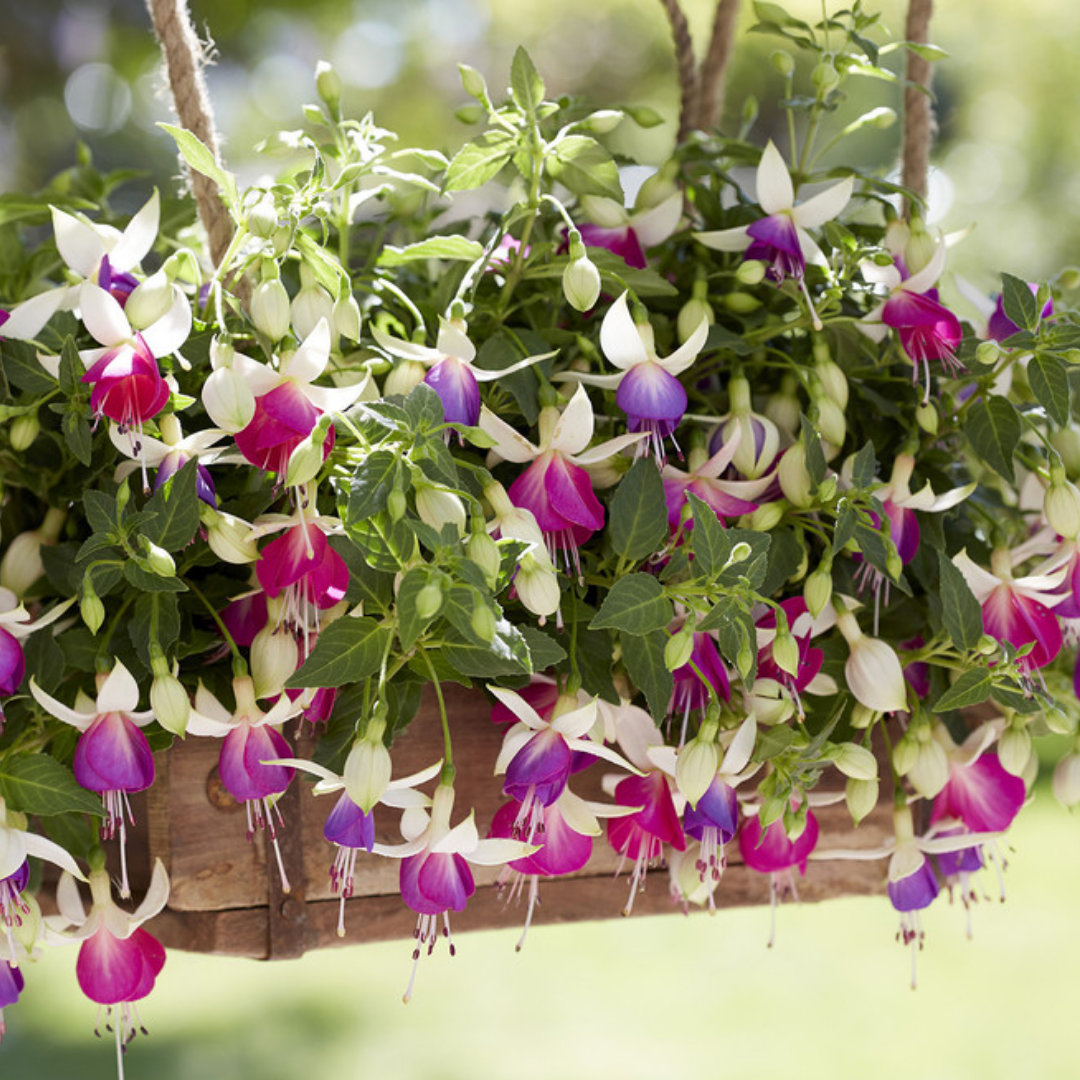 Set of 3 or 6 Large, Outdoor Garden Ready Plants - Fuchsia Bella Nora (White & Violet) - Frankton's