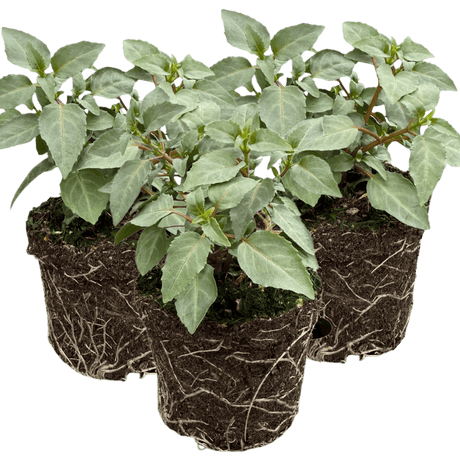 Set of 3 or 6 Large, Outdoor Garden Ready Plants - Fuchsia Bella Olivia (White & Purple) - Frankton's