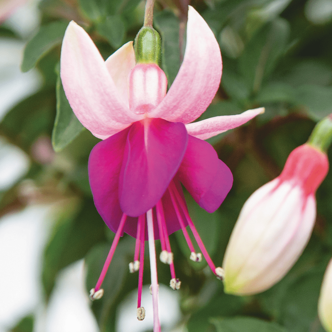 Set of 3 or 6 Large, Outdoor Garden Ready Plants - Fuchsia Bella Olivia (White & Purple) - Frankton's