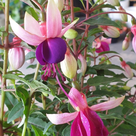 Set of 3 or 6 Large, Outdoor Garden Ready Plants - Fuchsia Bella Olivia (White & Purple) - Frankton's