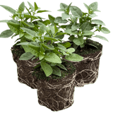 Set of 3 or 6 Large, Outdoor Garden Ready Plants - Fuchsia Bella Susanna (Rose & Violet) - Frankton's