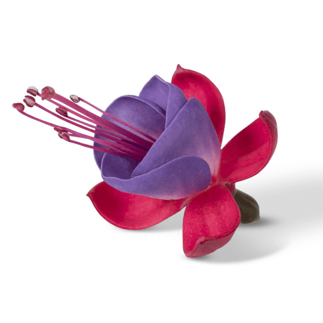 Set of 3 or 6 Large, Outdoor Garden Ready Plants - Fuchsia Bella Susanna (Rose & Violet) - Frankton's