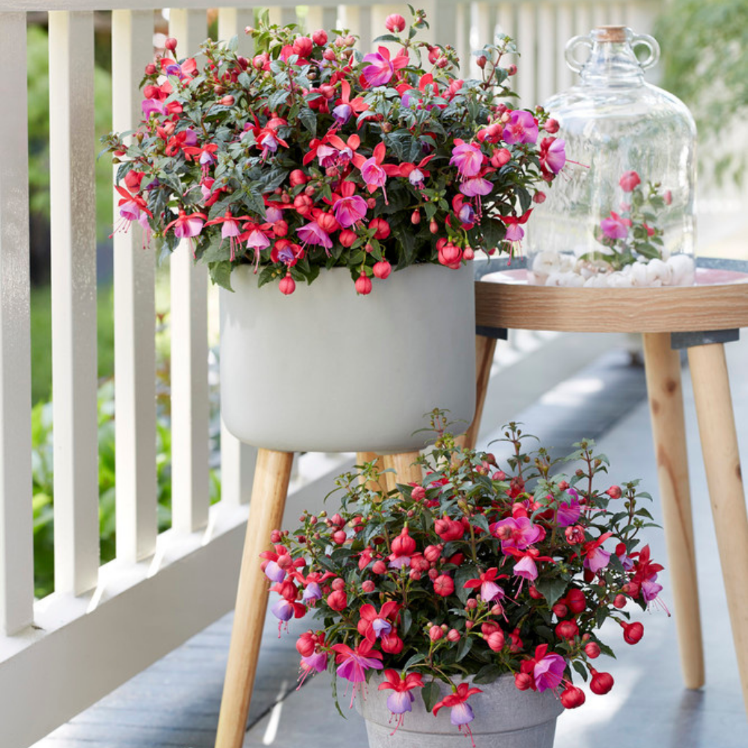 Set of 3 or 6 Large, Outdoor Garden Ready Plants - Fuchsia Bella Susanna (Rose & Violet) - Frankton's