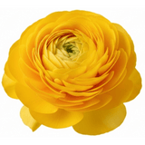 Set of 3 or 6 Large, Outdoor Garden Ready Plants - Rannunculus Vortex Golden Yellow - Frankton's